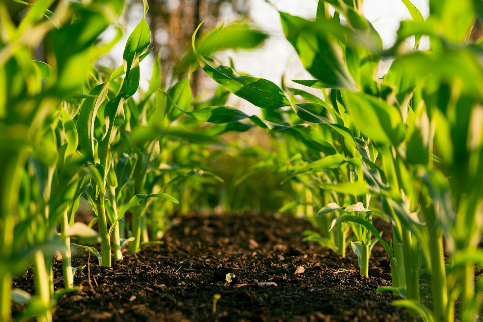 Campo agrícola con cultivos verdes al amanecer