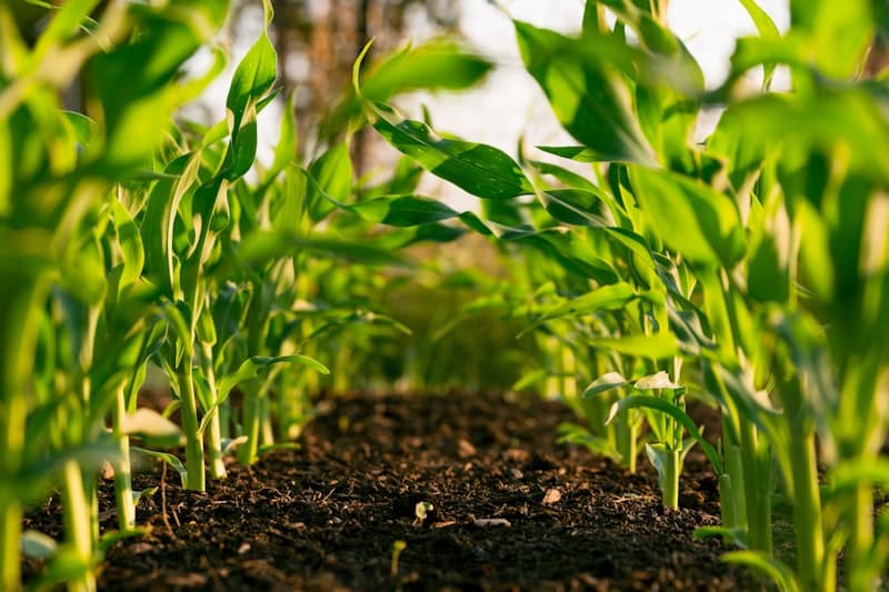 Biol líquido por biodigestión anaerobia de residuos porcinos