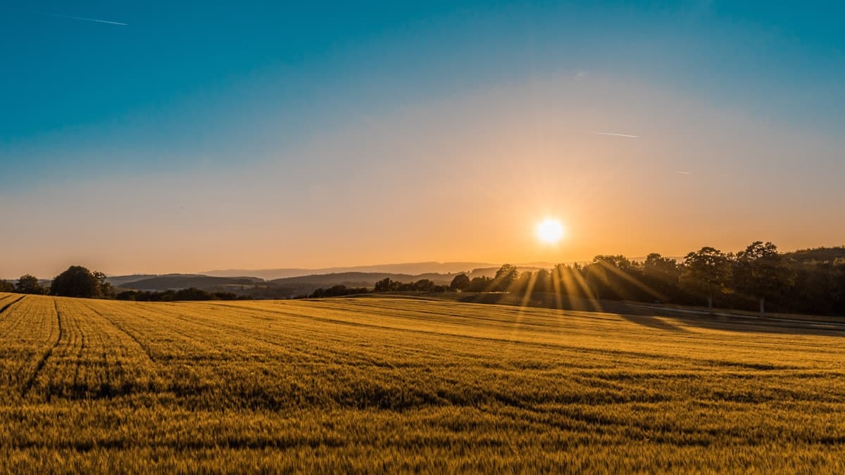 Agricultor en campo de cultivo
